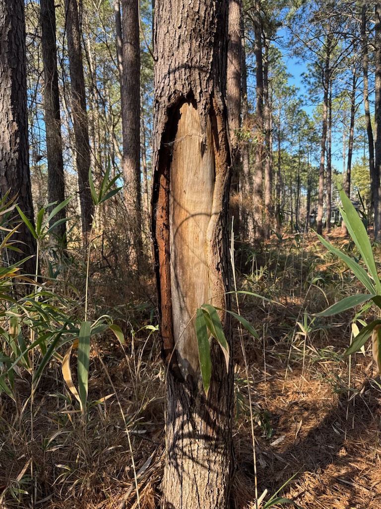 Tree risk assessment